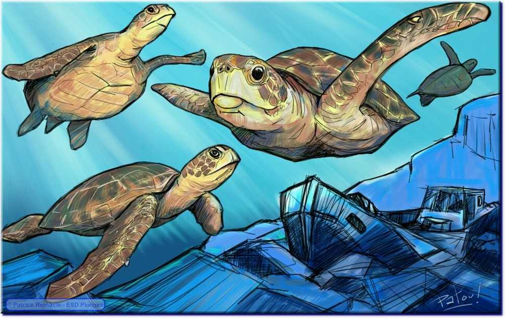 2013-03-18_tortues.png