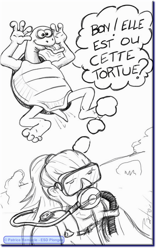 2013-05-10_tortue_maelle.png